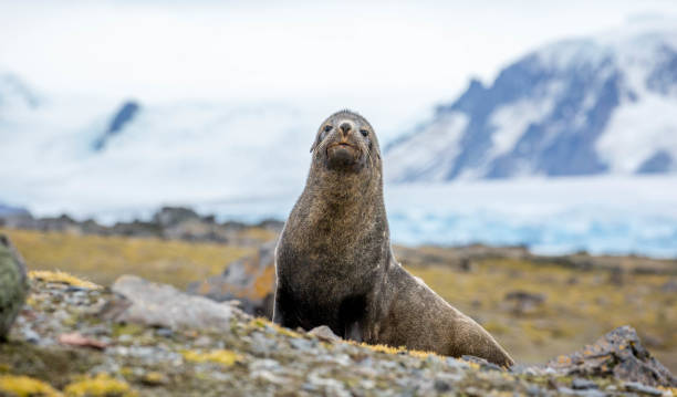 Antarctica: Fur Seal on Penguin Island