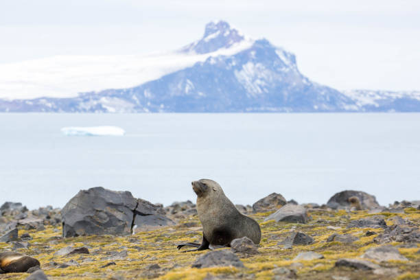 istock Antarctica: Fur Seal on Penguin Island 687566128