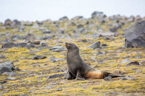 istock Antarctica: Fur Seal on Penguin Island 687566148