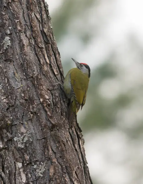 Photo of Grey-headed Woodpecker