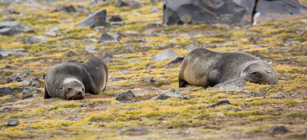 istock Antarctica: Fur Seals on Penguin Island 687566688