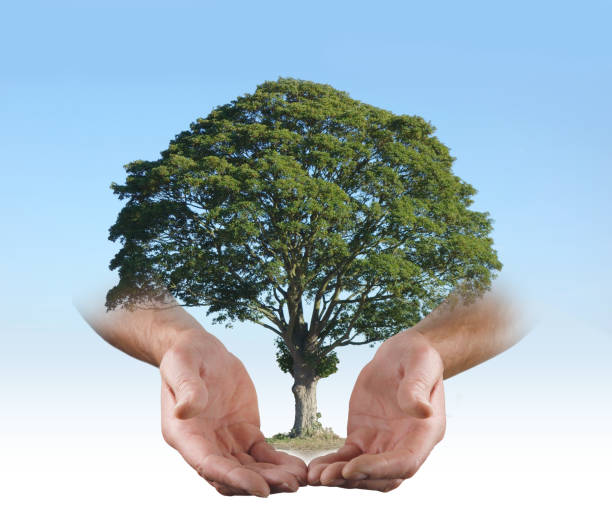 istock In the safe hands of a Tree Surgeon 687566958