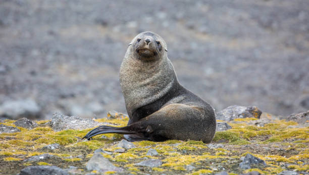 istock Antarctica: Fur Seal on Penguin Island 687567312
