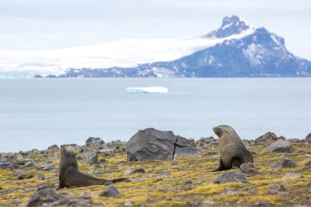 istock Antarctica: Fur Seals on Penguin Island 687567864