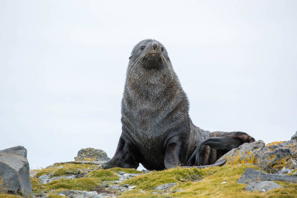 istock Antarctica: Fur Seal on Penguin Island 687574462