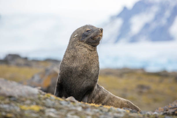 istock Antarctica: Fur Seal on Penguin Island 687574602