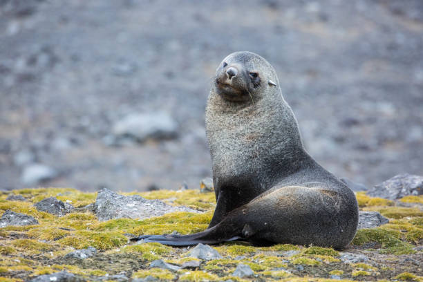 istock Antarctica: Fur Seal on Penguin Island 687574744