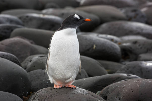 istock Antarctica: Gentoo Penguin on Penguin Island 687574892