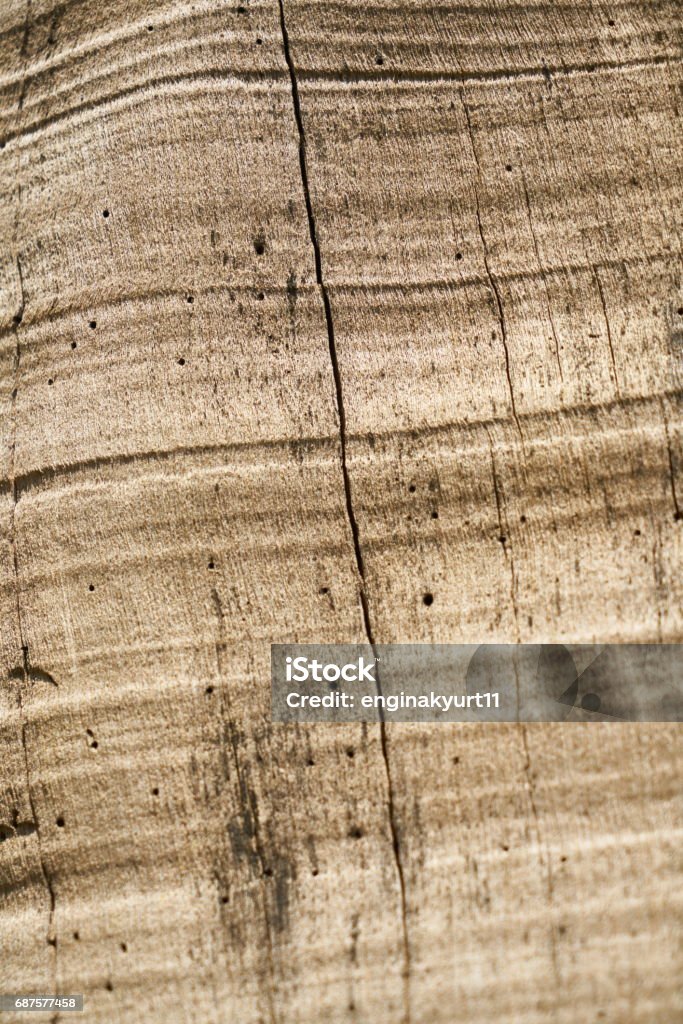 Abstract Tree Texture Tree Texture Closeup Stock Photo - Download Image Now - Abstract ...