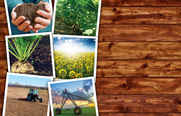 istock Agriculture and farming photo collage 687579758
