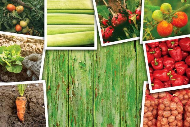 istock Vegetable gardening and growth, photo collage 687581850