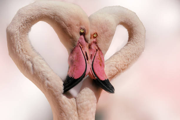 istock Beautiful heart-shaped flamingos 687582678