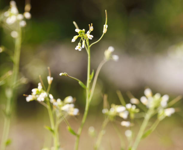 ターレ クレス (シロイヌナズナ) - arabidopsis thaliana ストックフォトと画像