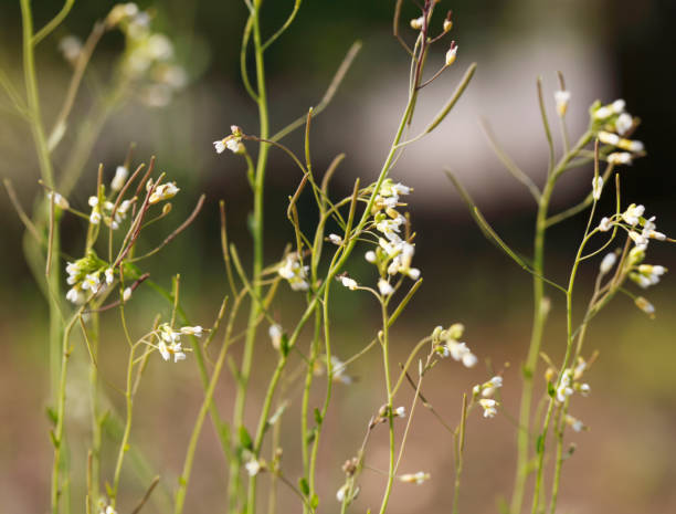 ターレ クレス (シロイヌナズナ) - arabidopsis thaliana ストックフォトと画像