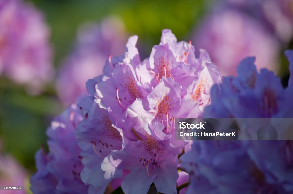 pink-colored rhododendron blooms pink-colored rhododendron blooms in the light of the morning sun of a day in spring Flower Stock Photo