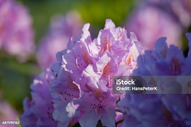 Pinkcolored Rhododendron Blooms Stock Photo - Download Image Now - Flower, Germany, Green Color