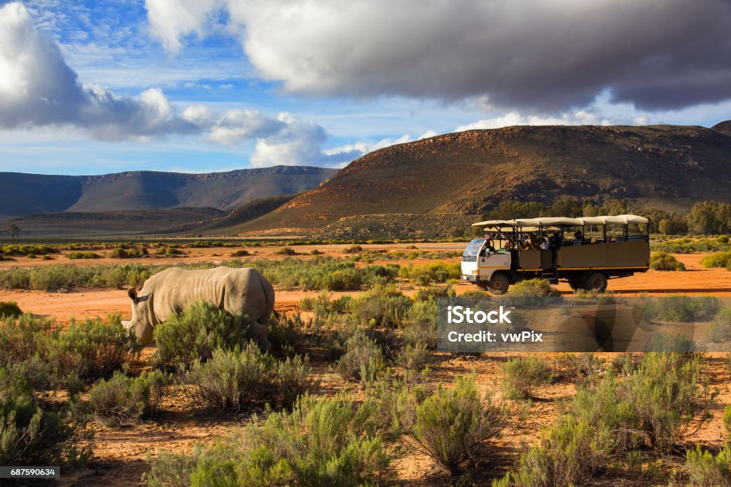 Camion safari e rinoceronte selvatico nel Capo Occidentale sud Africa - Foto stock royalty-free di Safari