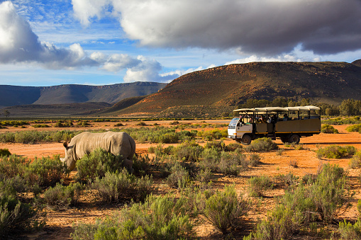 Safari truck and wildlife rhino in Western Cape South Africa