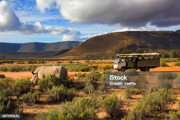 Safari Truck And Wildlife Rhino In Western Cape South Africa Stock Photo - Download Image Now