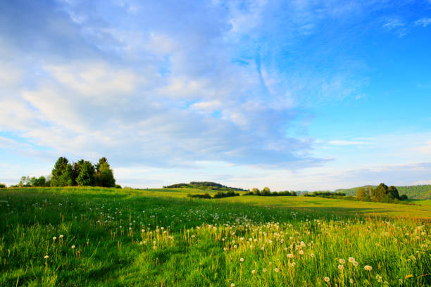 istock Green trees on the flowers field and clouds 687593336