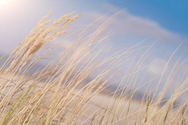 istock marram grass on baltic sea beach in sunlight 687593844