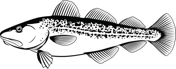 170+ Cod Fish On White Stock Illustrations, Royalty-Free Vector ...