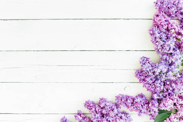 istock Floral pattern of lilac branches and petals on rustic background. Flat lay, top view. Spring flowers 687596754