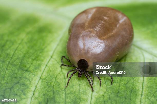 Filled With Blood The Tick Sits On A Green Leaf Stock Photo - Download  Image Now - Above, Acari, Animal - iStock