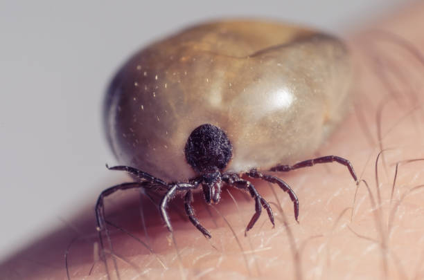 istock Tick filled with blood sitting on human skin 687602192