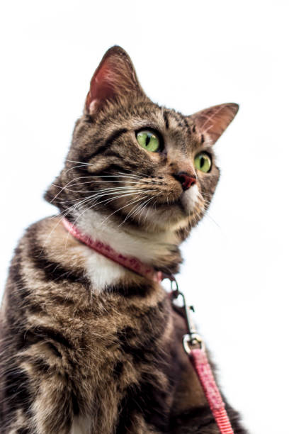 istock Portrait of a beautiful on leashes 687602882
