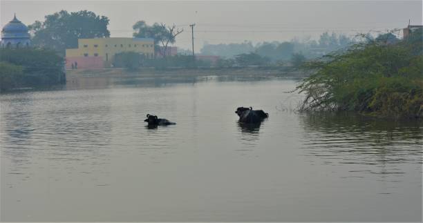 istock Pond in an indian village 687602924