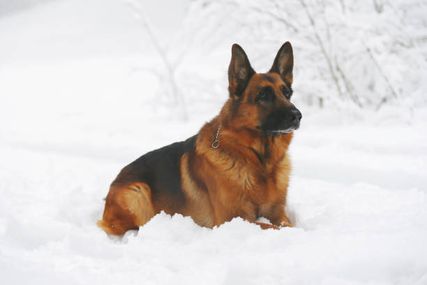 istock German Shepherd dog lying down on snow in winter forest 687603136