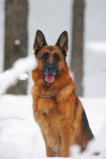 istock German Shepherd dog sitting on a snow in winter forest 687605850