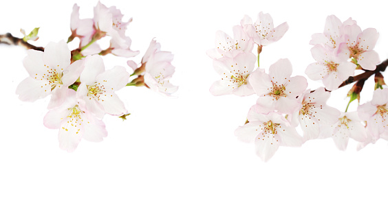 sakura flowers white background