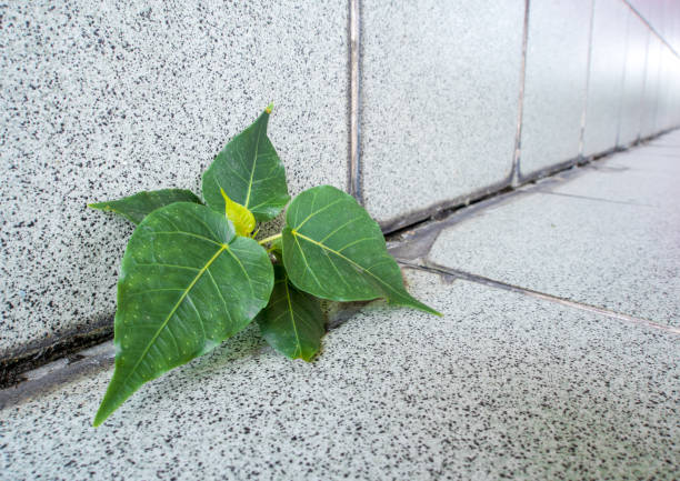 istock Small Banyan tree Growing up in the building 687614332