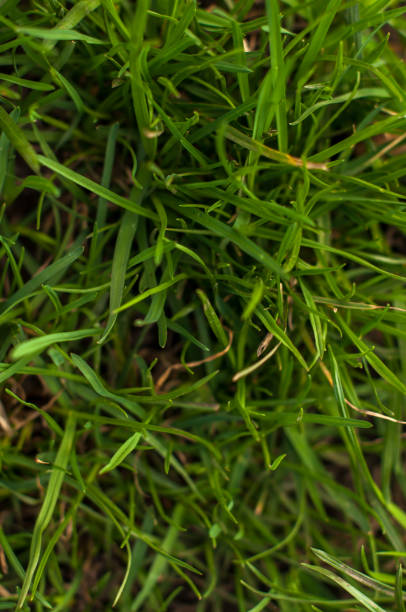 istock Green real grass texture background. Top view photo 687614352