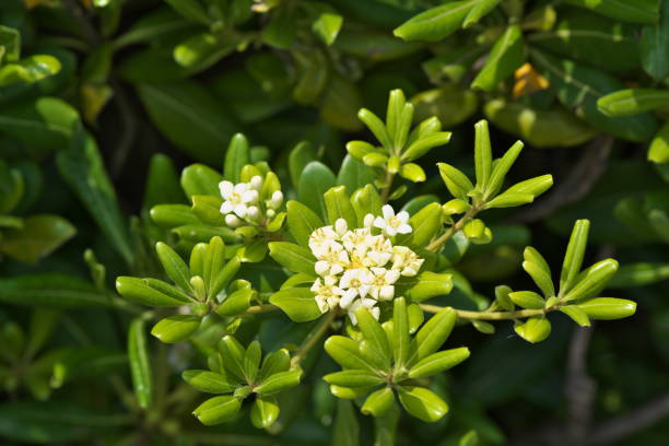 istock Pittosporum tobira 687624434