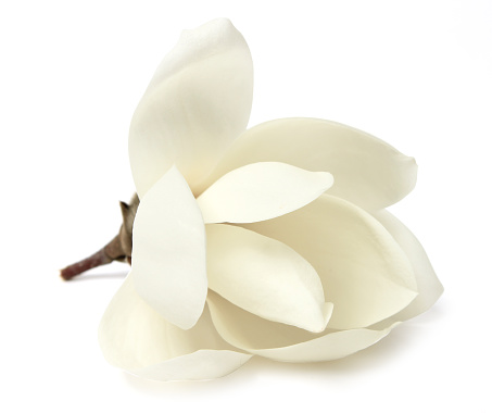 Magnolia, white spring flower on white