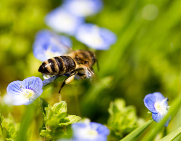 istock Bee on little blue flowers in nature 687632700