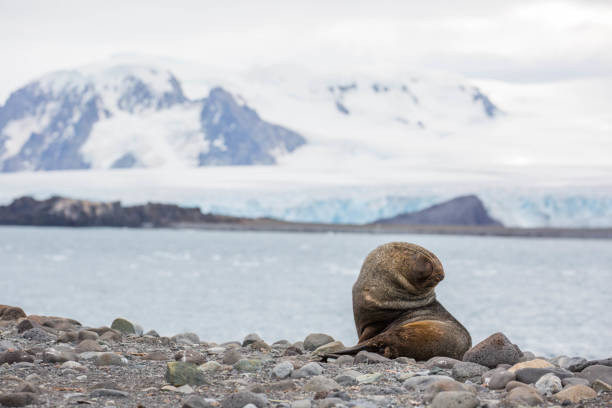 istock Antarctica: Fur Seal on Penguin Island 687637138