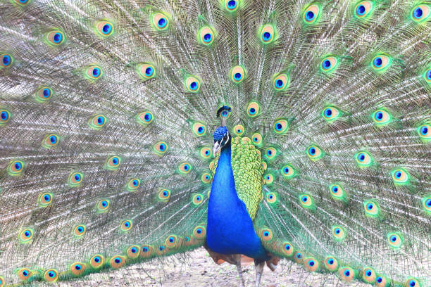 istock Proud blue peacock showing beautiful feathers 687638650