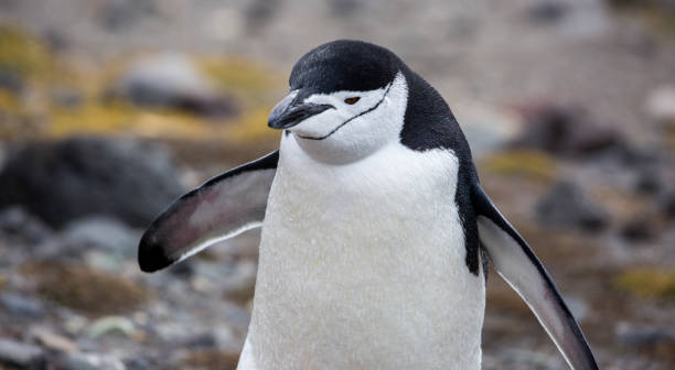 istock Antarctica: Chinstrap Penguin on Penguin Island 687639264