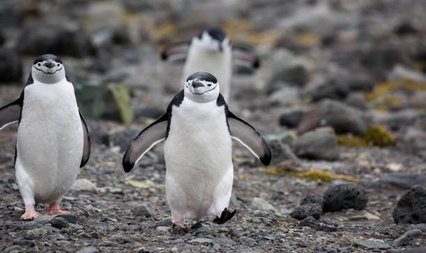 istock Antarctica: Chinstrap Penguins on Penguin Island 687639750