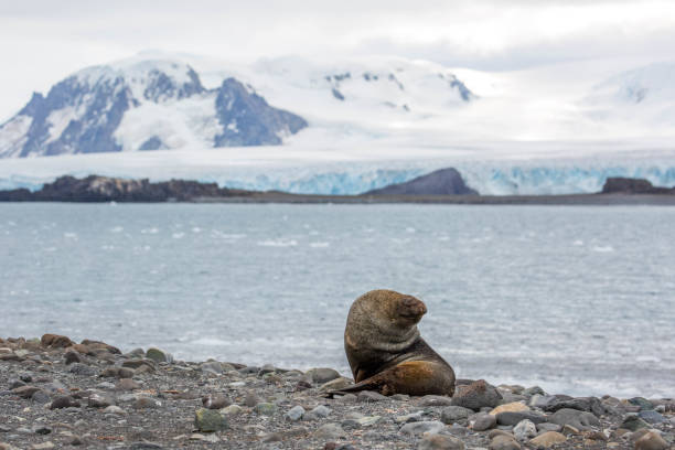istock Antarctica: Fur Seal on Penguin Island 687640026