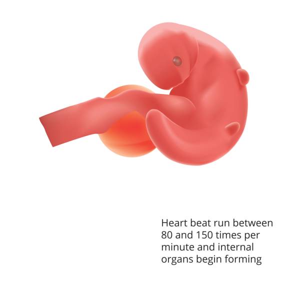 istock Pregnant. Human fetus inside the womb. Fetus stages. vector. 687640308