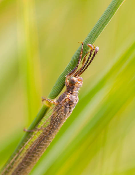 밀 필드에 myrmeleon formicarius 매크로 촬영 - formicarius 뉴스 사진 이미지