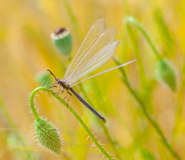 myrmeleon formicarius macro shot on wheat field - formicarius imagens e fotografias de stock