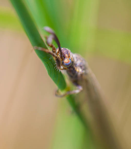 myrmeleon formicarius makro strzał na polu pszenicy - formicarius zdjęcia i obrazy z banku zdjęć