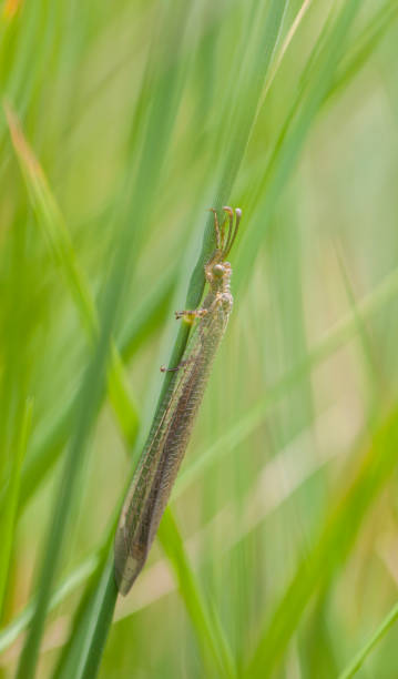 myrmeleon formicarius macro shot on wheat field - formicarius imagens e fotografias de stock