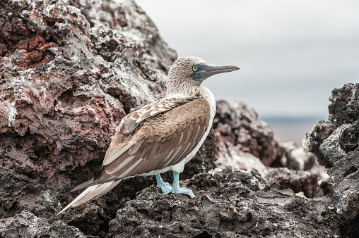 A blue-footed Booby standing on a rock on Isabela Island, the Galapagos